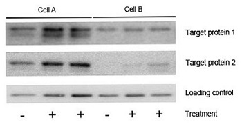 Valutazione delle proteine cellulari B