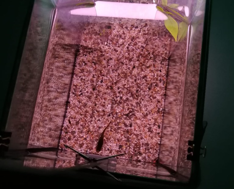 Vista dall’alto di un guppy.tiff