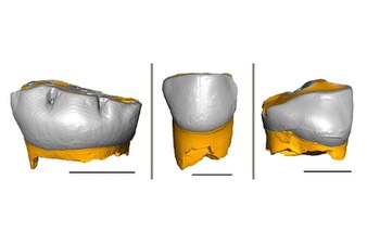 Scansione denti da latte rinvenuti nella grotta di Fumane