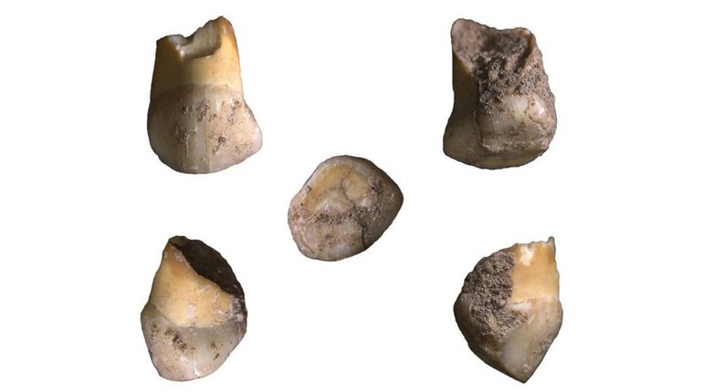 Archeologia | Ritrovati i resti di uno degli ultimi bambini di Neanderthal del nord Italia