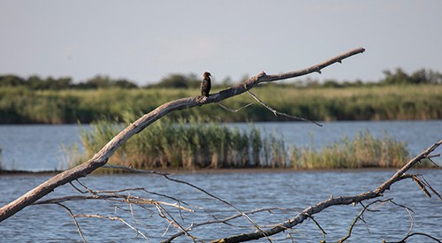 Laguna uccello