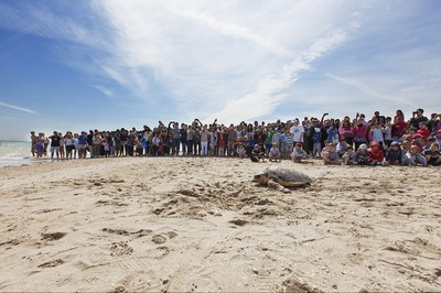 Mare liberazione tartaruga marina adulta Fondazione Cetacea