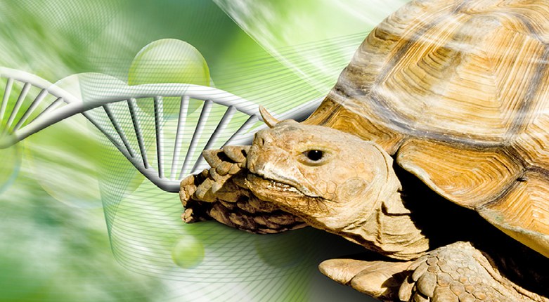 Biodiversità | Salvare le specie a rischio con il genetic load. Su Nature l'analisi Unife