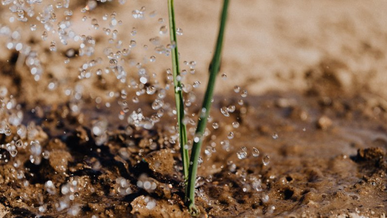 Crisi idrica | Unife partecipa a SERPIC, progetto europeo per il riciclo dell’acqua in agricoltura