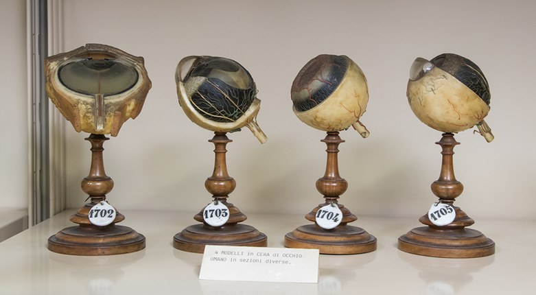 Arte e scienza | Le collezioni del Museo Anatomico Tumiati in mostra fino al 20 marzo a Palazzo Turchi di Bagno