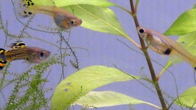 Biologia evoluzionistica | Non solo geni, l'ambiente orienta la nostra capacità cognitiva. Lo studio Unife sul pesce guppy