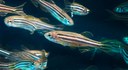 Evoluzione | Da Unife un modello comune a pesci e mammiferi per studiare le capacità cognitive