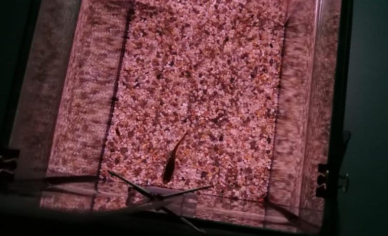 Vista dall’alto di un guppy1.jpg