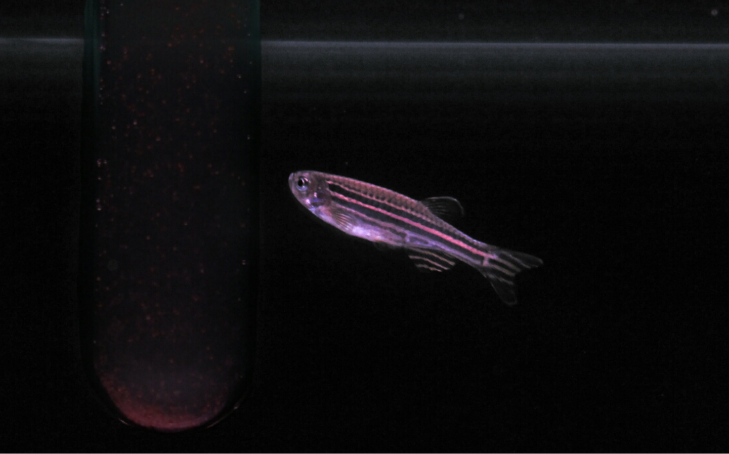 zebrafish-xiccato.png