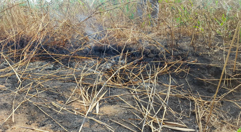 Incendi fantasma e CO2 | Lo studio di Unife e Unifi nelle torbiere della valle del Mezzano