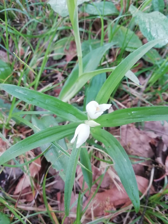 Cephalanthera longifolia.jpg