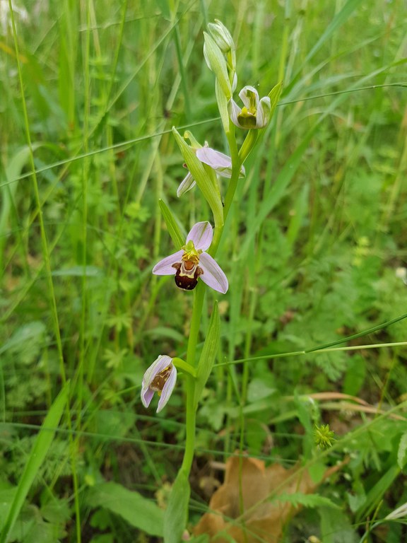 Ophrys apifera_1 (1).jpg