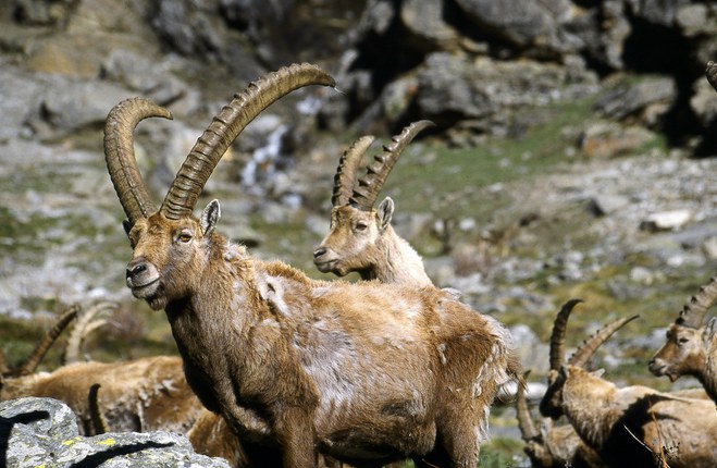 Stambecchi e clima | Più notturni per sfuggire al caldo del giorno, sono esposti ai predatori