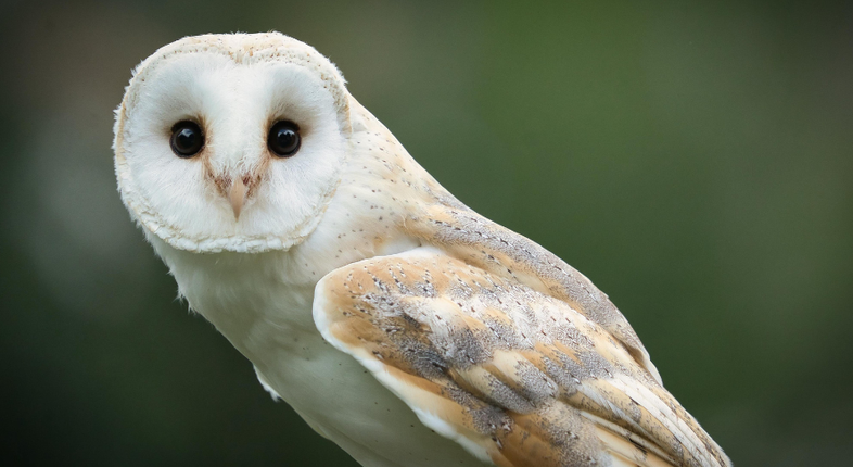 Avifauna | In arrivo la seconda edizione della Summer School di Unife dedicata allo studio dei volatili