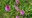 NATURb-Orchids | Unife guida la ricerca sulle orchidee del Delta del Po e svela la biodiversità nascosta tra natura e città