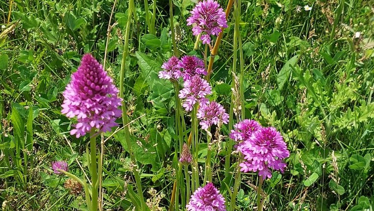 NATURb-Orchids | Unife guida la ricerca sulle orchidee del Delta del Po e svela la biodiversità nascosta tra natura e città