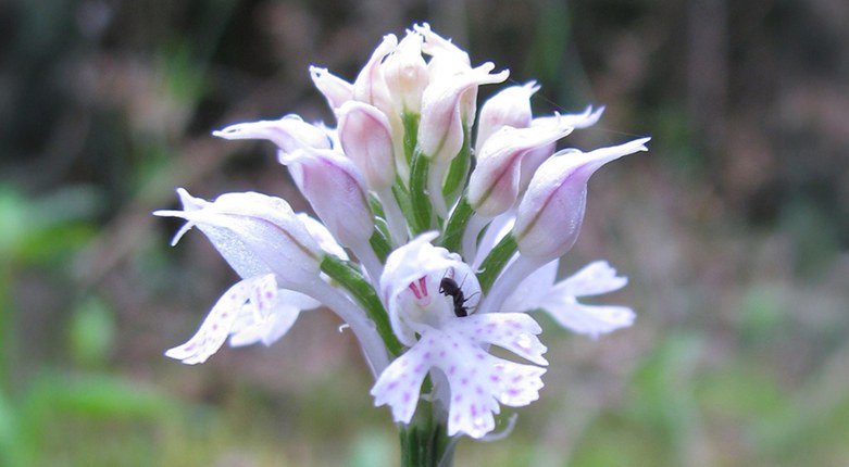 Biodiversità | Unife, Orto Botanico e Garden Club salvano una rara popolazione di orchidee spontanee del Delta del Po Biodiversità | Unife, Orto Botanico e Garden Club salvano una rara popolazione di orchidee spontanee del Delta del Po