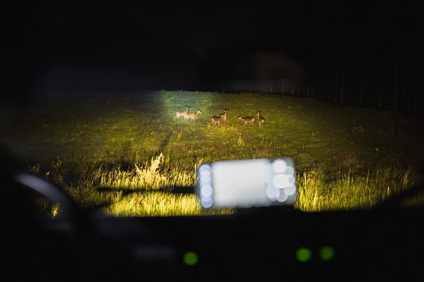 Animali osservati durante l'escursione