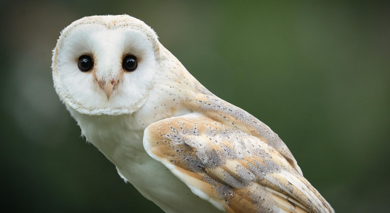 Avifauna | Terza edizione della Summer School di Unife dedicata allo studio dei volatili