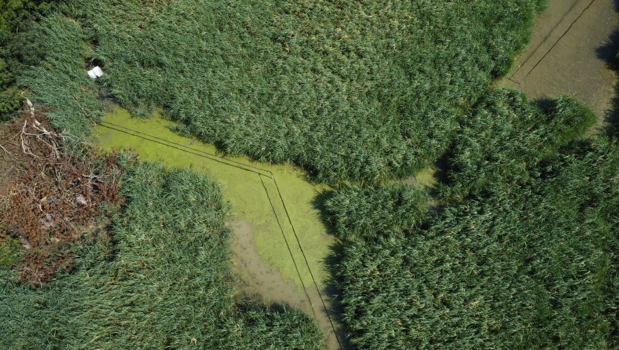 Biodiversità | La rara lenticchia d’acqua maggiore torna nelle paludi del Delta del Po. Unife partner del progetto LIFE FRESH