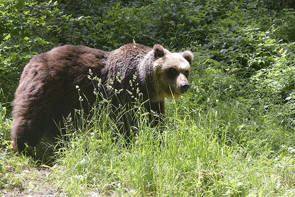 PNAS | La straordinaria storia genomica degli orsi marsicani dell'Appennino