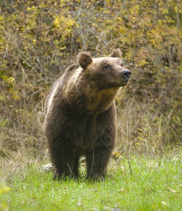 Genetica ed evoluzione | L'orso delle caverne "sopravvive" negli orsi bruni