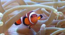 nemo