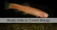 Dal DNA di un pesce delle caverne indizi sul nostro passato