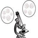 Immagine polioma thumbnail.jpg