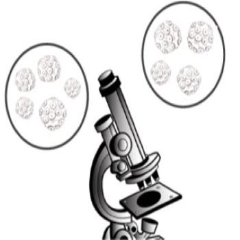 Immagine polioma thumbnail.jpg