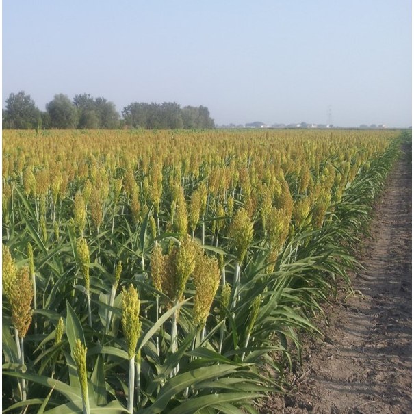 UNIFE_Metodo-sostanze-organiche_Immagine 1.jpg