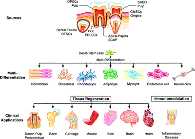 Dental stem cells