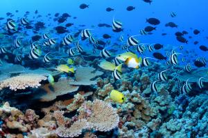 Biodiversità marina.jpg