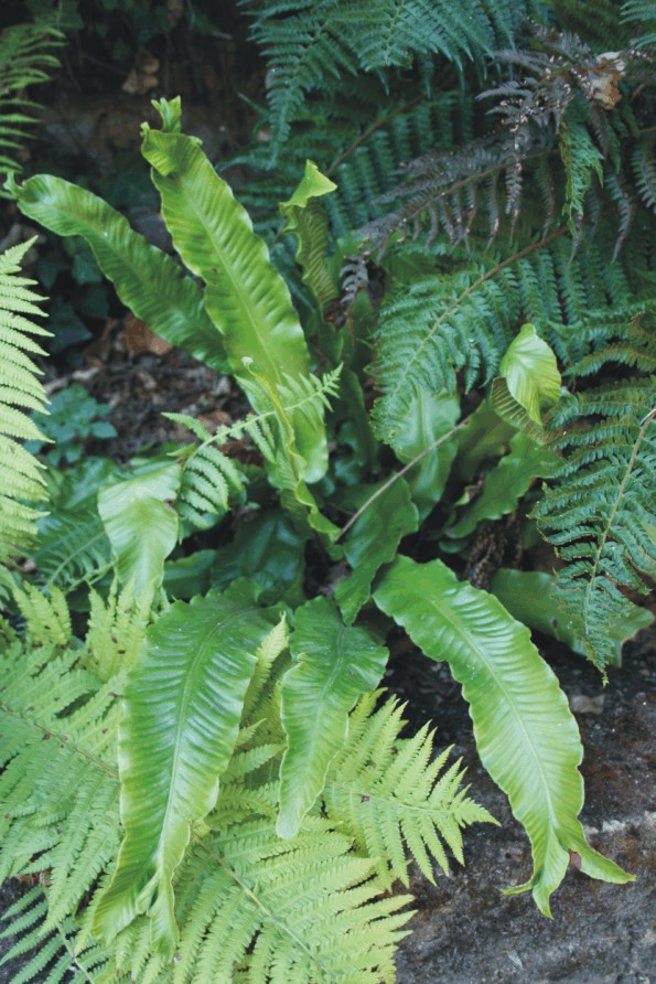 Phyllitis scolopendrium (Pteridophyta)