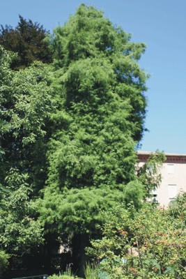 Taxodium distichum (Gymnospermae)