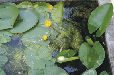 Nuphar lutea (Magnoliopsida)