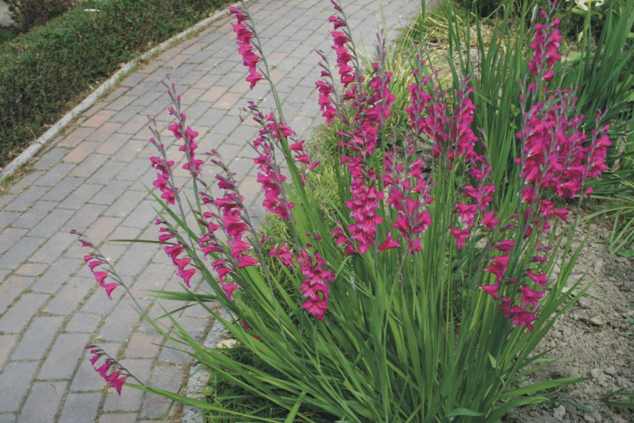 Gladiolus byzantinus (Liliopsida)