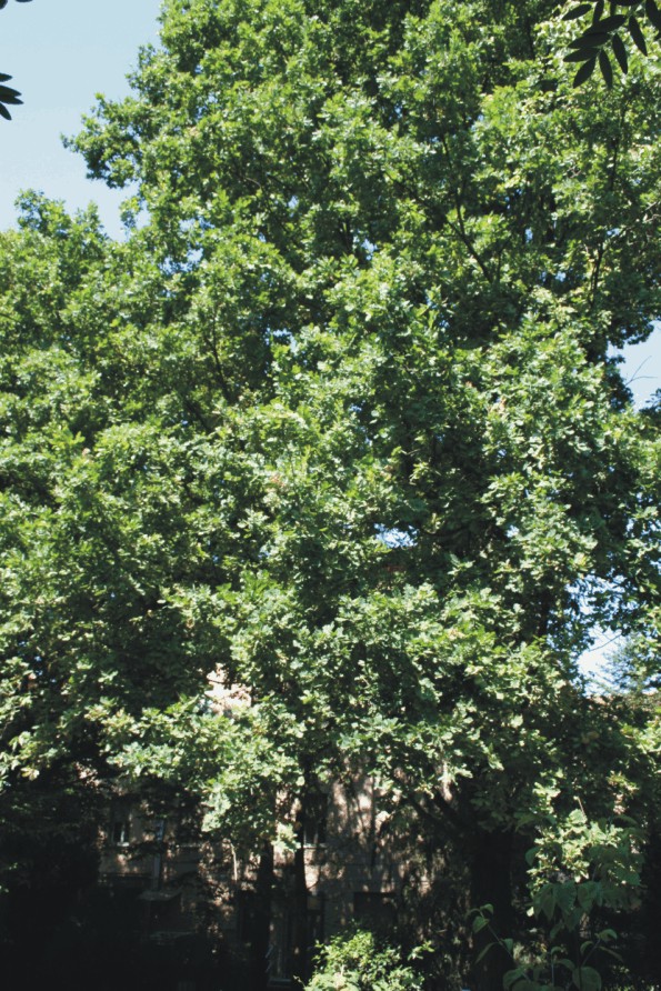 Quercus robur (Hardwood)