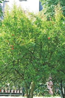 Punica granatum (Orchard garden)