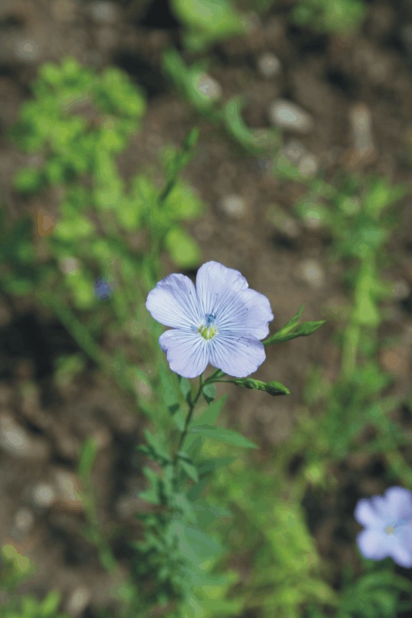 Linum usitatissimum (Economic plants)