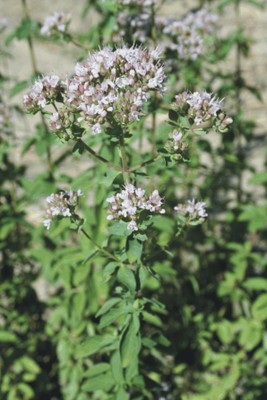 Origanum vulgare (Aromatic plants)