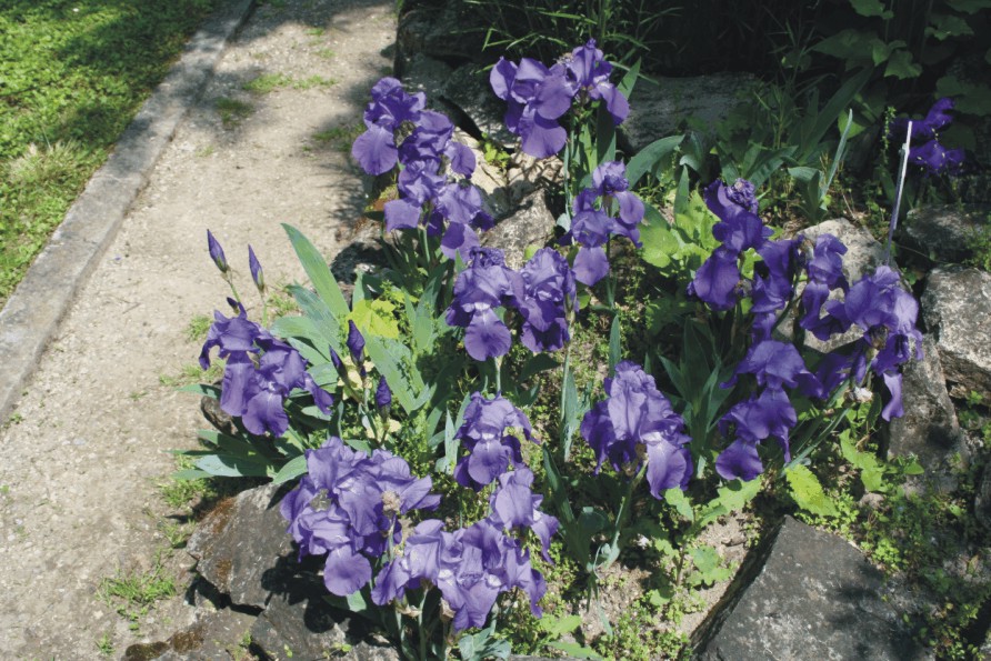 Iris pallida (Rock garden)