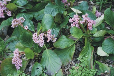 Bergenia crassifolia (Shade garden)