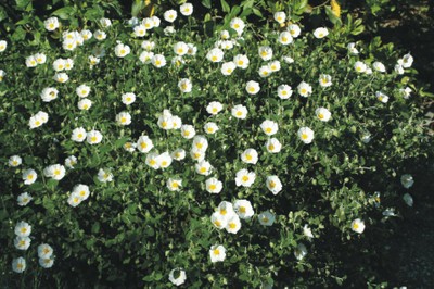 Cistus salvifolius (Mediterranean garden)