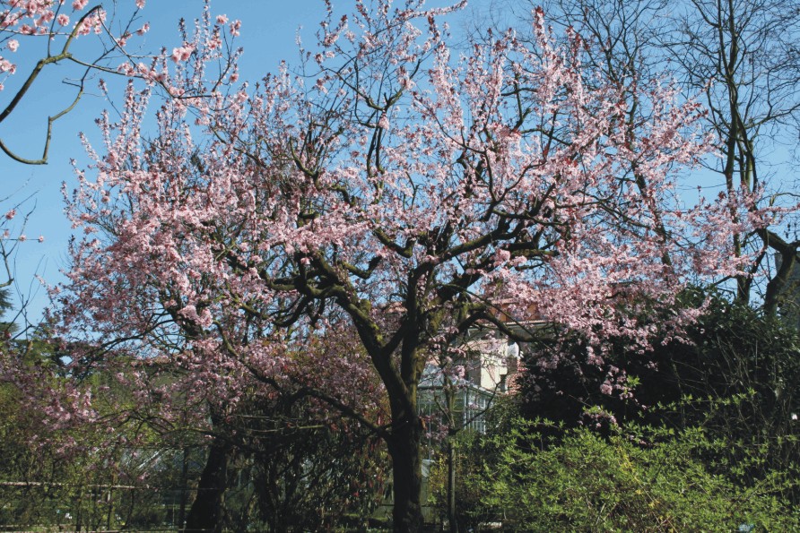 Prunus cerasifera "Pissardii" (Arboretum)