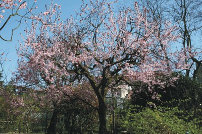 Prunus cerasifera "Pissardii" (Arboretum)