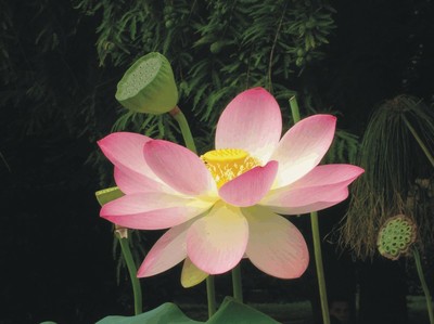 Nelumbo nucifera (Acquatic plants) 