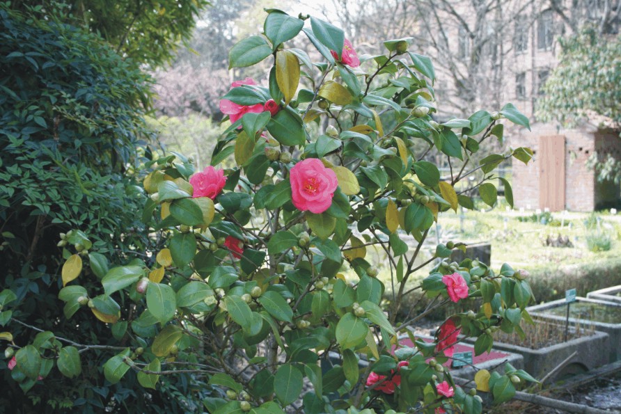 Camellia japonica (Japanese garden)