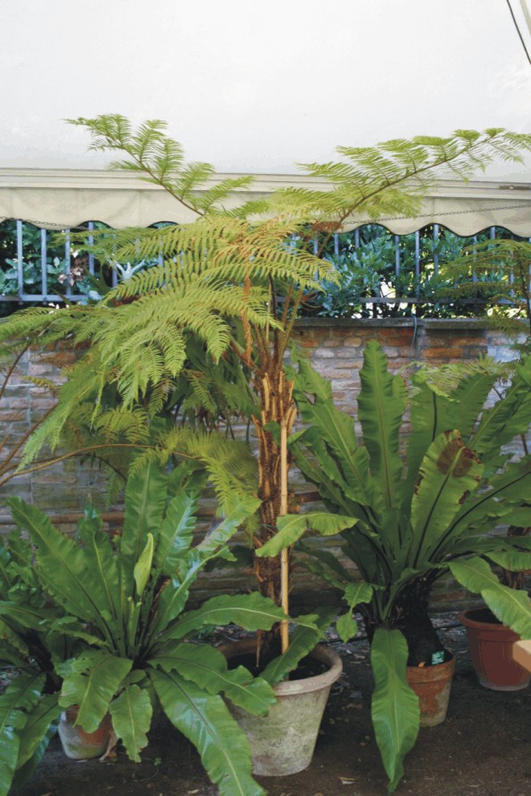 Cyathea cooperi e Asplenium nidus (Exotic ferns)