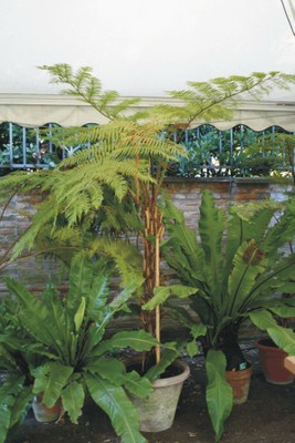 Cyathea cooperi e Asplenium nidus (Exotic ferns)